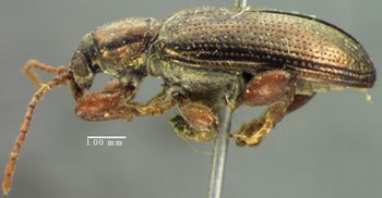 Media type: image;   Entomology 32947 Aspect: habitus lateral view